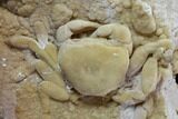 Fossil Crab (Potamon) Preserved in Travertine - Turkey #106459-2